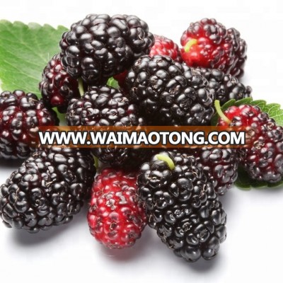 DRIED MULBERRY HIGH QUALITY FROM THAILAND