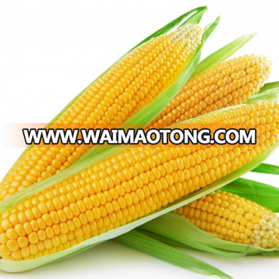 yellow corn yellow Maize Product of Thailand